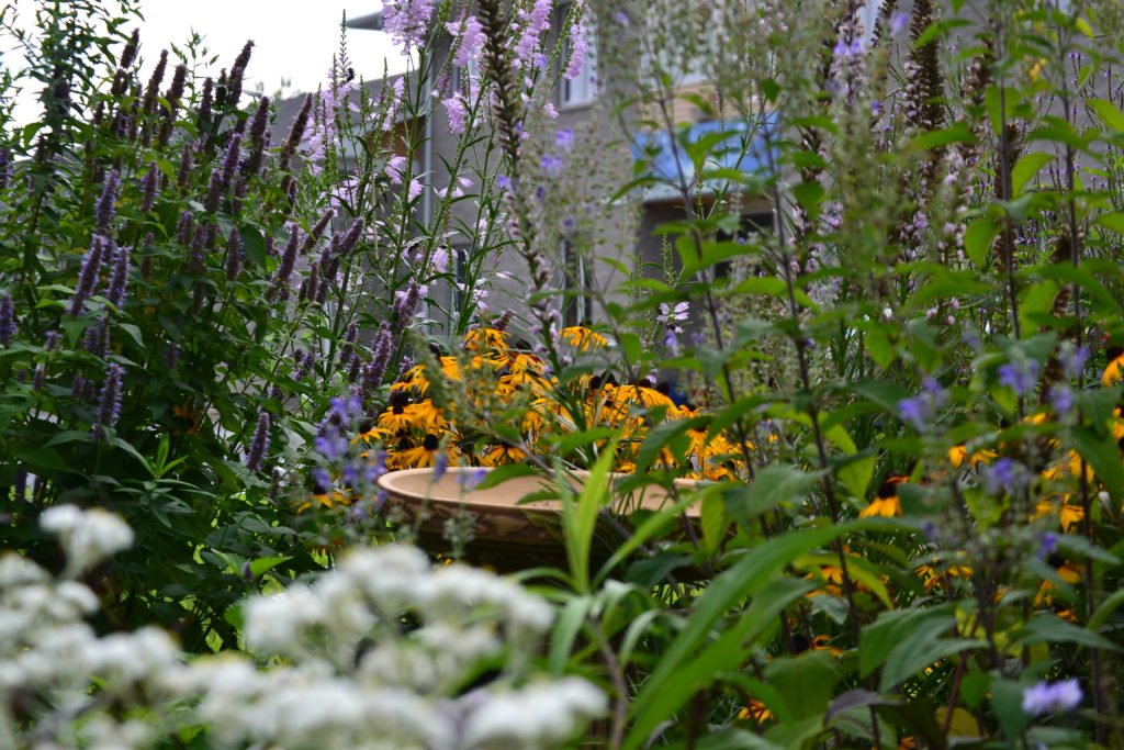 pollinator garden in front of HCCPS