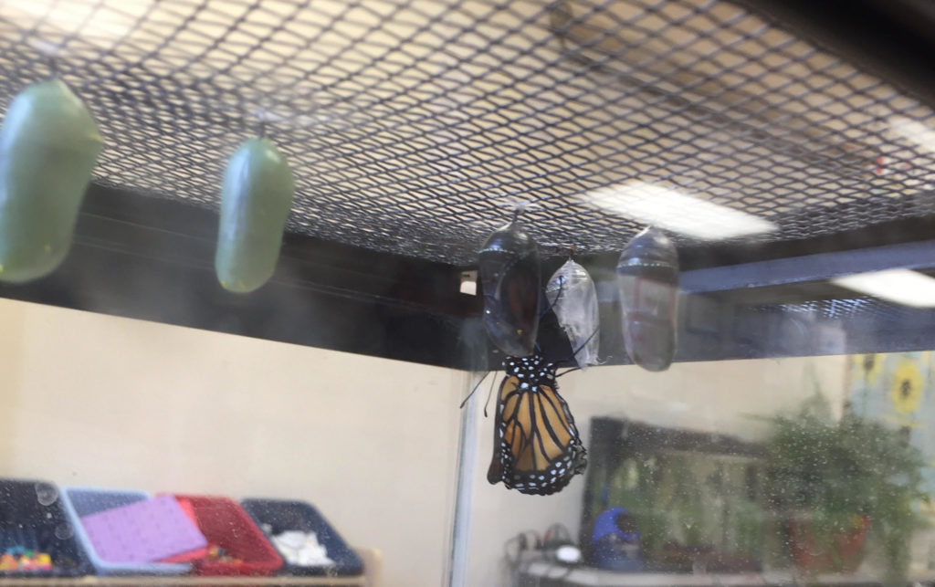 several monarch chrysalises hang in a glass tank next to one newly hatched monarch butterfly