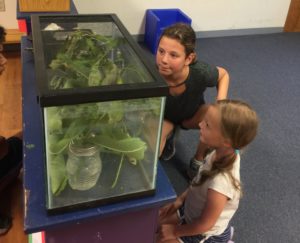 a prism and a k-1 student observe monarch chrysalises in a glass tank